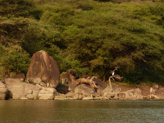 Kenia Lake Baringo Kormoran