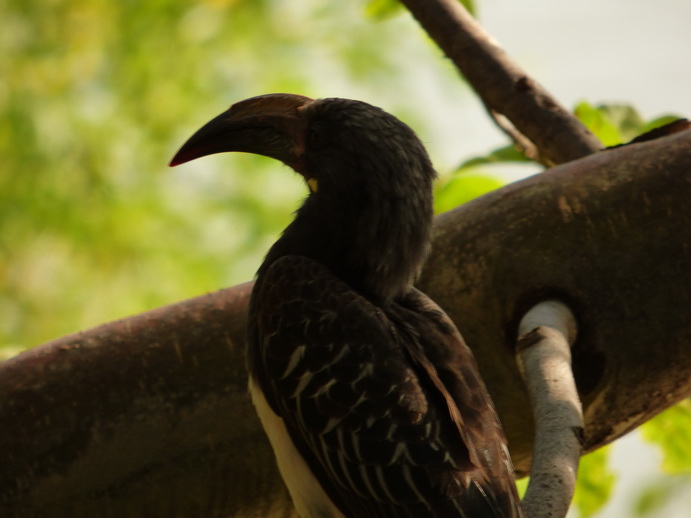 Kenia Lake Baringo Hornbill