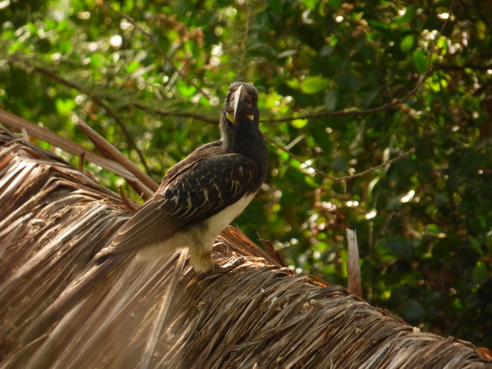 Kenia Lake Baringo Hornbill