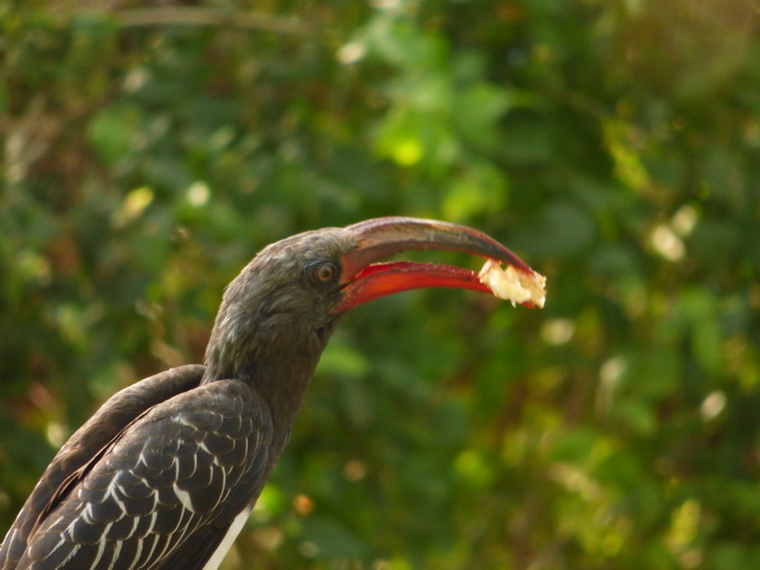 Kenia Lake Baringo Hornbill