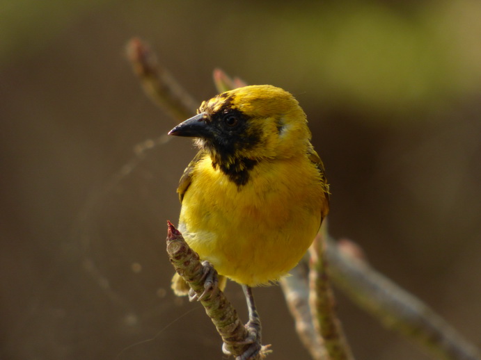 Kenia Lake Baringo weaverbird
