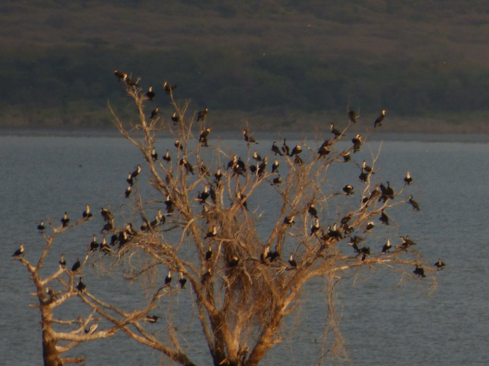 Kenia Lake Baringo Island Cormorantree at the Evening Nightplace