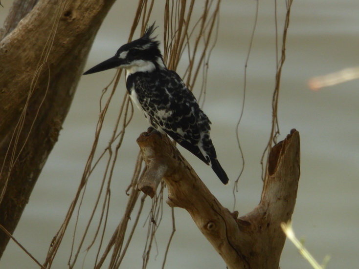 Kenia Lake Baringo Island Camp kingfisherspotted