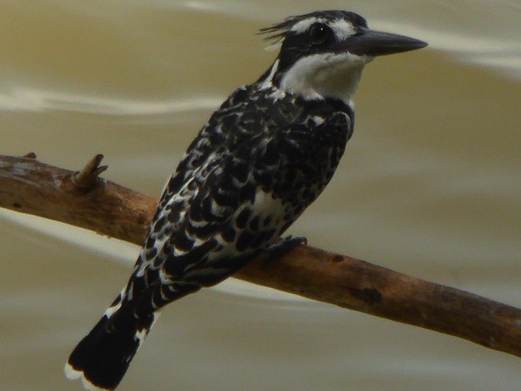 Kenia Lake Baringo Island Camp kingfisherspotted