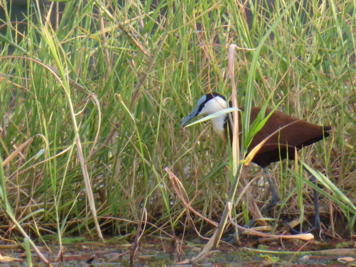 Kenia Lake Baringo Island Camp Janaca