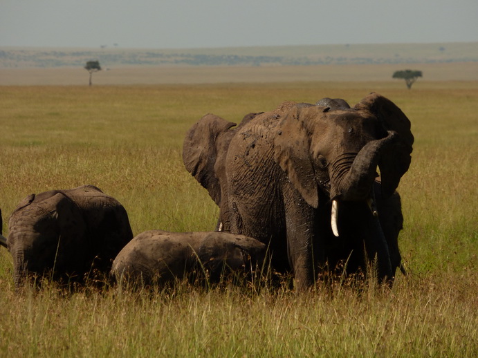 Masai Mara Tembo Kidogo kleiner ElefantMasai Mara Tembo Kidogo kleiner Elefant