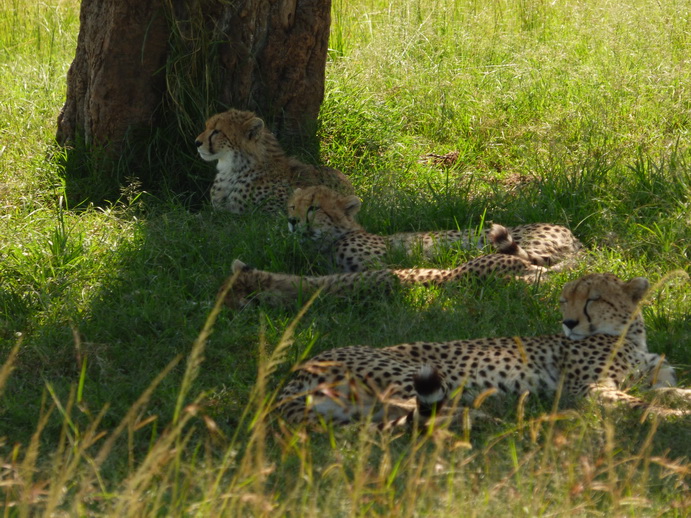 Masai Mara cheetah Gepard Masai Mara cheetah Gepard