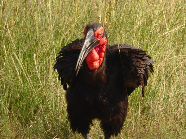 grounded Hornbill