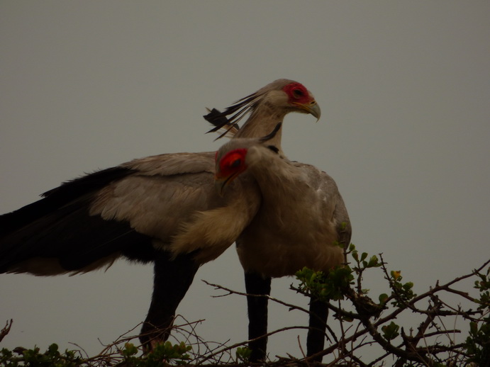 Masai Mara Sekretär Vogel