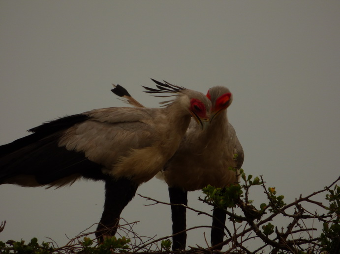 Masai Mara Sekretär Vogel