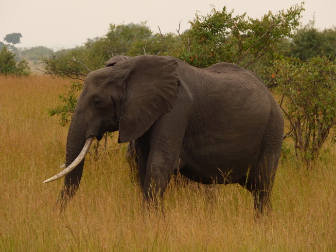 Masai Mara Tembo Kidogo kleiner Elefant