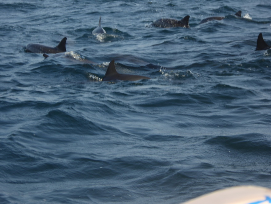 palagama beach    Dolphins Indian Ocean Dolphin Watching in Kalpitiya