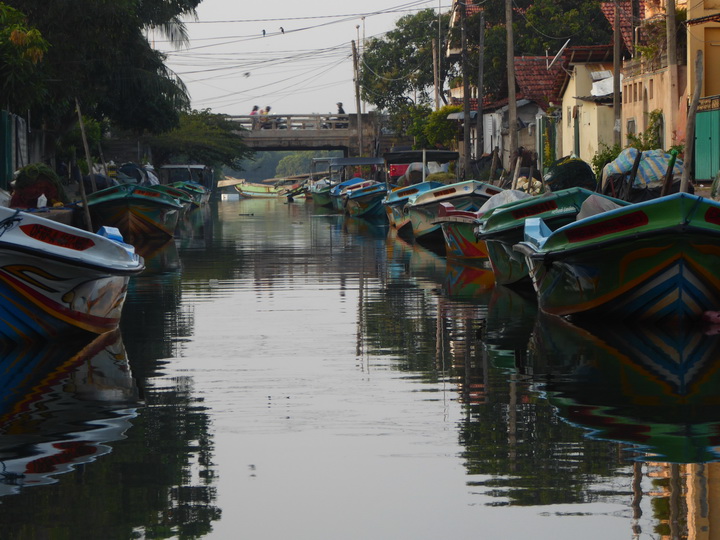 Negombo Boatsafari Mangroves