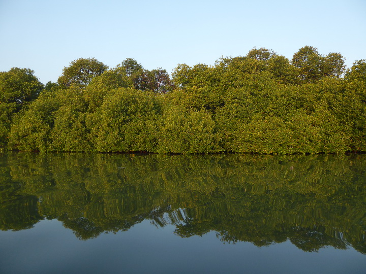 Negombo Boatsafari Mangroves