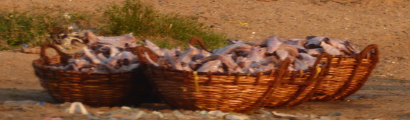 Negombo Boatsafari Mangroves Fishmarket