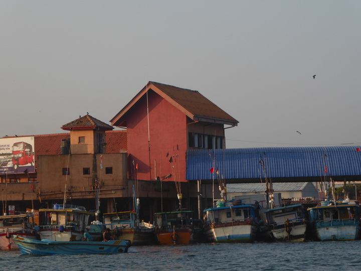 Negombo Boatsafari Mangroves