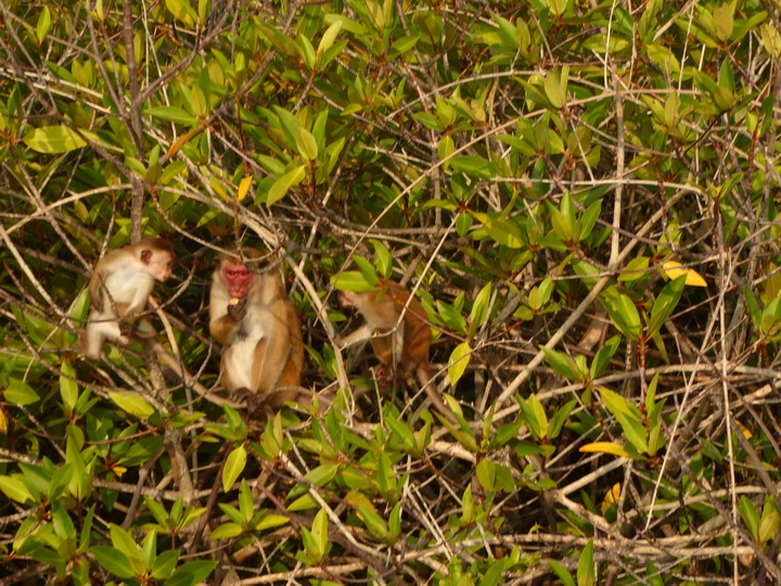 Negombo Boatsafari Mangroves