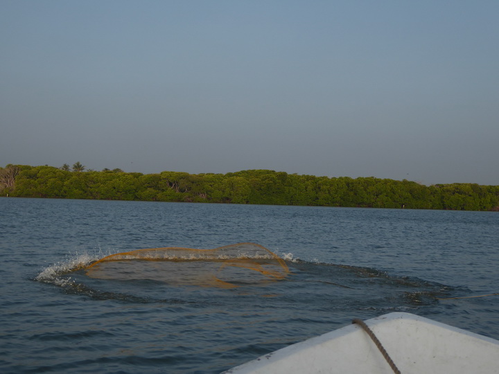 Negombo Boatsafari Mangroves Negombo Boatsafari Mangroves