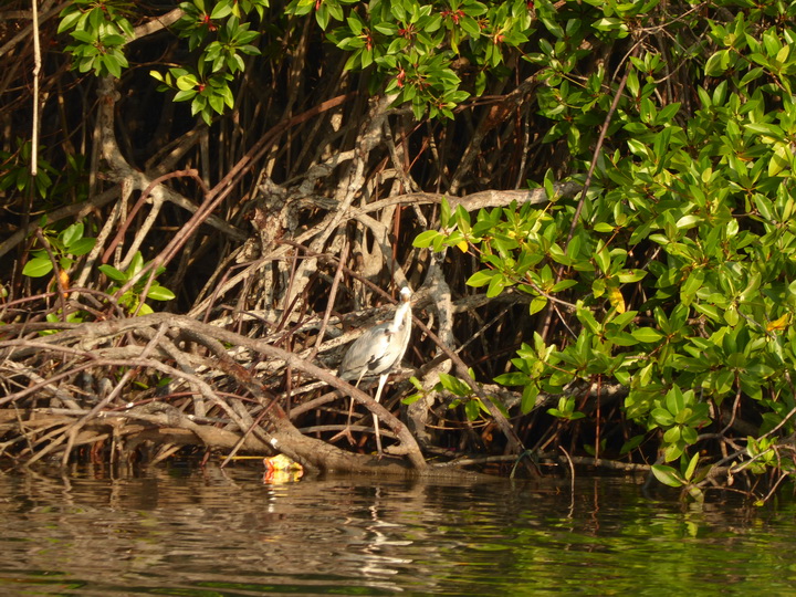 Negombo Boatsafari Mangroves Negombo Boatsafari Mangroves
