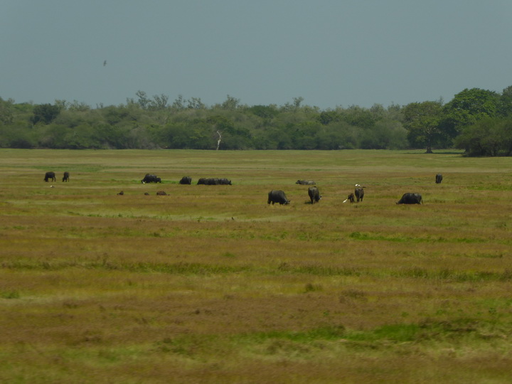   Kalpitiya  Wilpattu NPKalpitiya  Wilpattu NP