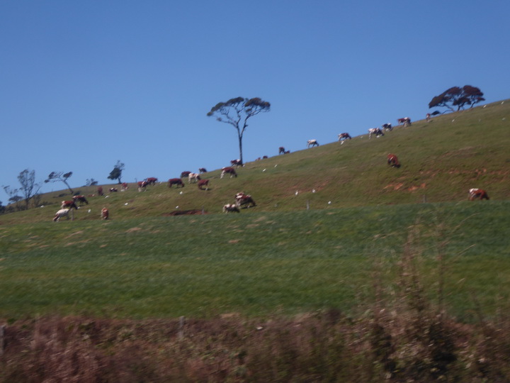 Ella Gap Ella-Schlucht Ella Gap Ella-Schlucht cows Meadows