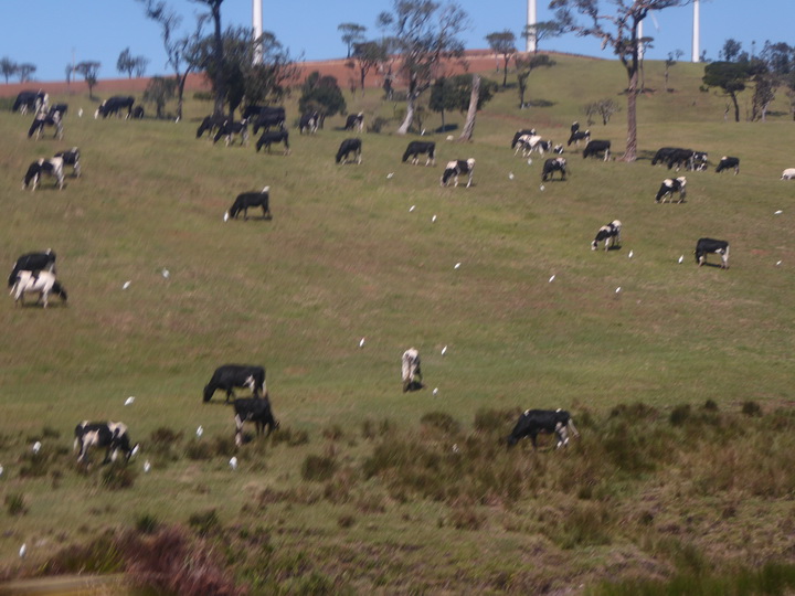 Ella Nuwara Eliya. Farms Cows