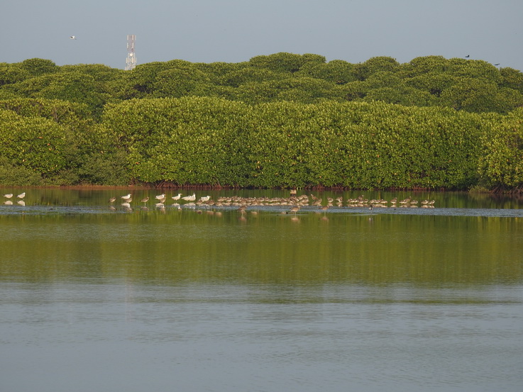 Negombo Boatsafari Mangroves Negombo Boatsafari Mangrove