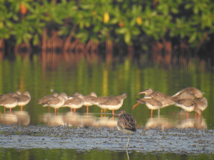 Negombo Boatsafari Mangrove Snipes Godwit and Greenshank Whimbrel Sandpipers