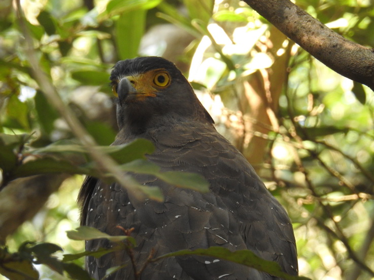 Wilpattu NP Wilpattu National Park Camp Kulu Safaris crested Serpent eagle