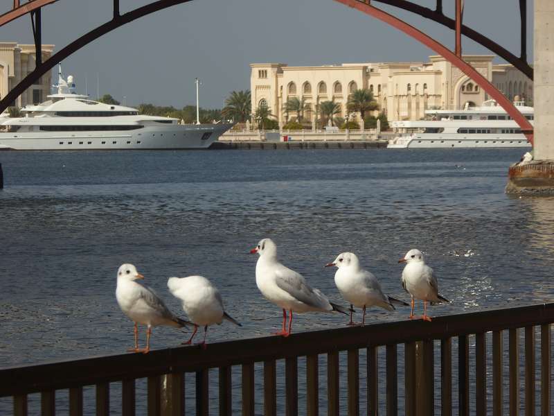 Sharjah Vae Schardscha Vae الشارقة Emirat Schadscha Blauer Souk Dubai Sharjah Vae Schardscha Vae الشارقة Emirat Schadscha Blauer Souk