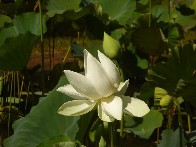   Mauritius Botanischer Garten Lotusblüte Seewoosagur Ramgoolam Botanical Garden PampelmouMauritius Botanischer Garten Lotusblüte Seewoosagur Ramgoolam Botanical Garden Pampelmou