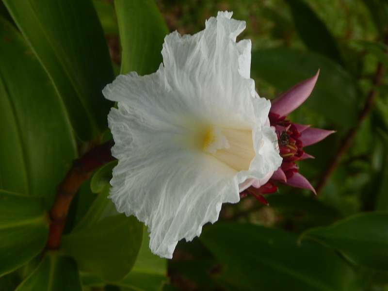 Mauritius Botanischer Garten Sir Seewoosagur Ramgoolam Botanical Garden PampelmousseMauritius Botanischer Garten Sir Seewoosagur Ramgoolam Botanical Garden Pampelmousse