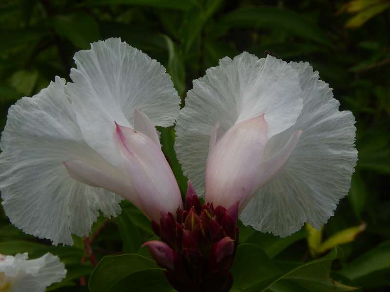 Mauritius Botanischer Garten Sir Seewoosagur Ramgoolam Botanical Garden PampelmousseMauritius Botanischer Garten Sir Seewoosagur Ramgoolam Botanical Garden Pampelmousse