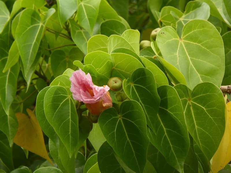 Mauritius Botanischer Garten Sir Seewoosagur Ramgoolam Botanical Garden Pampelmousse