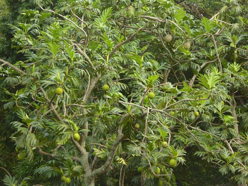 Mauritius Botanischer Garten Sir Seewoosagur Ramgoolam Botanical Garden Pampelmousse