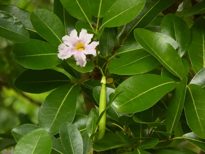 Mauritius Botanischer Garten Sir Seewoosagur Ramgoolam Botanical Garden Pampelmousse