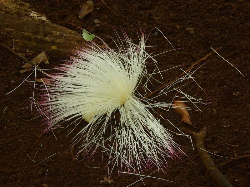 Mauritius Botanischer Garten Sir Seewoosagur Ramgoolam Botanical Garden Pampelmousse