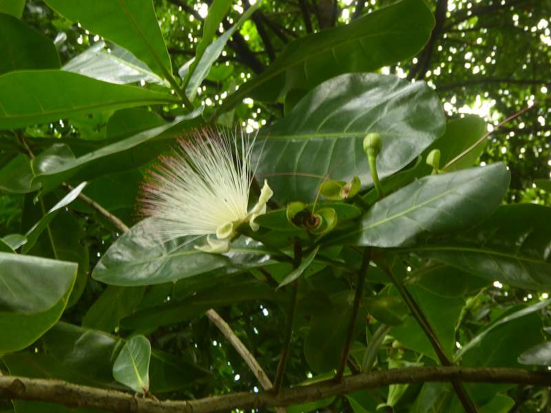 bonnet de pretre arbre Bonnet Carre Arbre de La Réunion. Barringtonia asiatica. Barringtonia asiatica Mauritius Botanischer Garten Sir Seewoosagur Ramgoolam Botanical Garden Pampelmousse